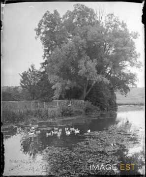 Canards sur une rivière (Lorraine)